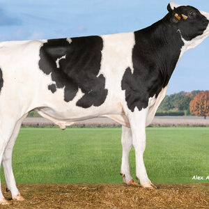 Rome - nasienie buhaja