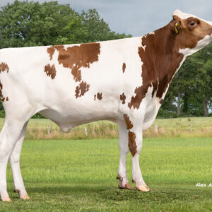 FASTRUN P nasienie buhaja